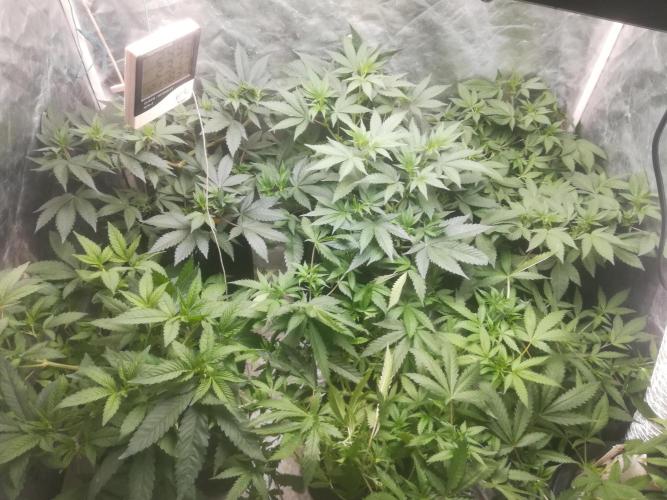 1st run under Lucius 240w quantum board. Week 4