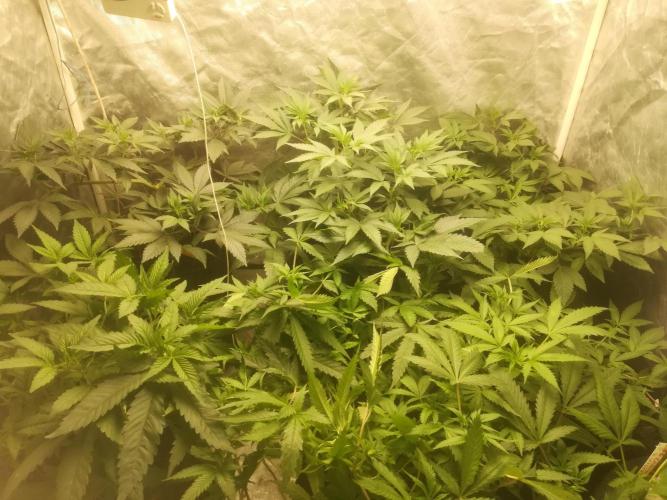 1st run under Lucius 240w quantum board. Week 4