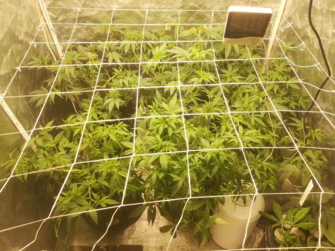 1st run under Lucius 240w quantum board. Week 5