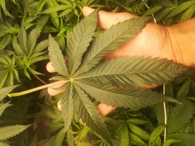 1st run under Lucius 240w quantum board. Week 5