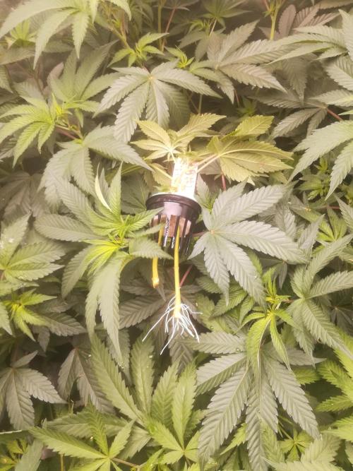 1st run under Lucius 240w quantum board. Week 5