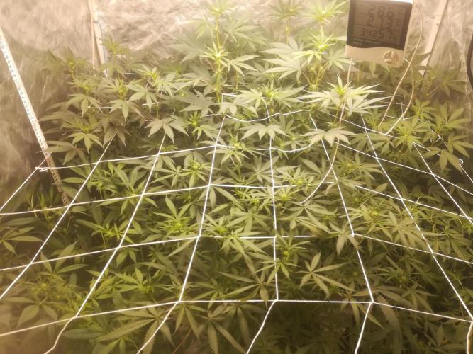 1st run under Lucius 240w quantum board. Week 6