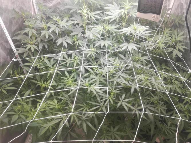 1st run under Lucius 240w quantum board. Week 6