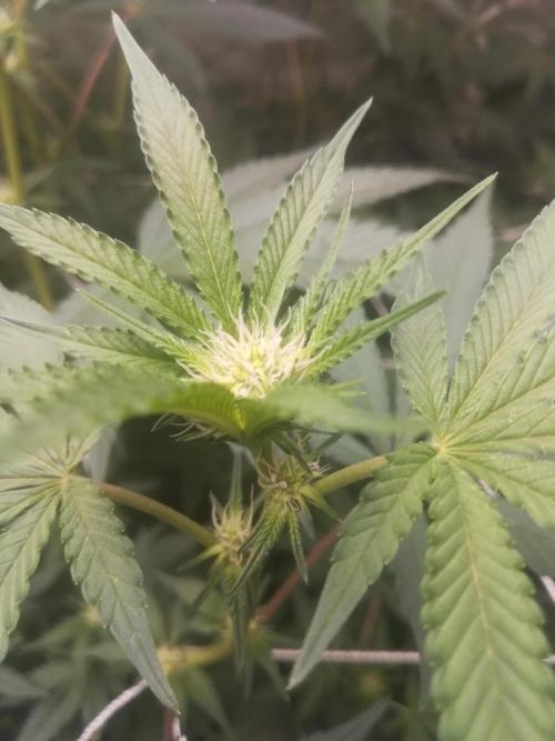 1st run under Lucius 240w quantum board. Week 6