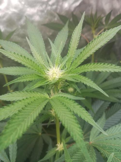 1st run under Lucius 240w quantum board. Week 6