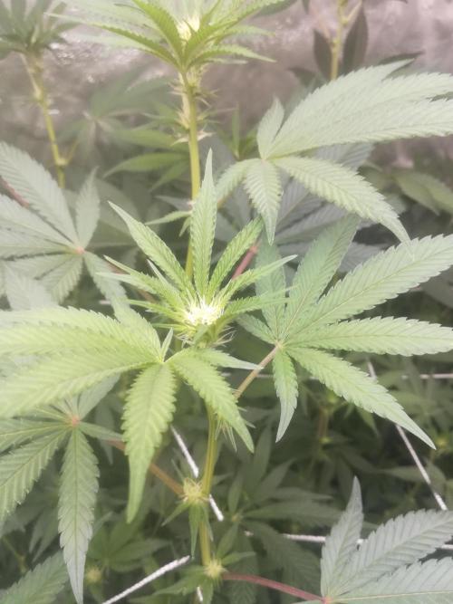 1st run under Lucius 240w quantum board. Week 6