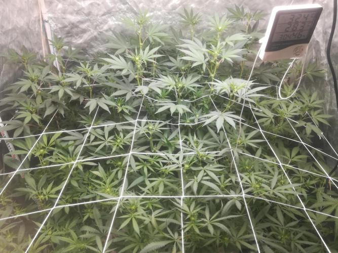 1st run under Lucius 240w quantum board. Week 6