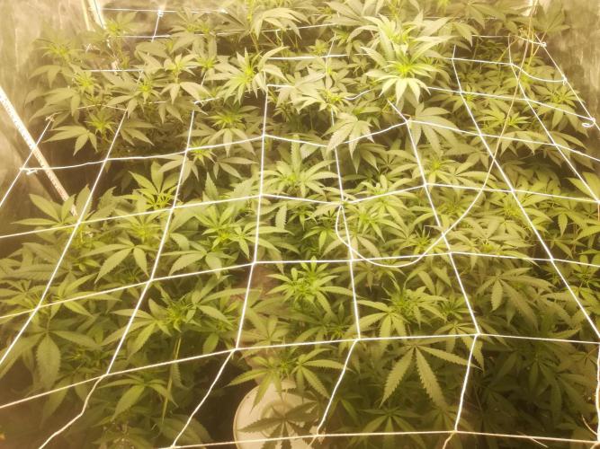 1st run under Lucius 240w quantum board. Week 6