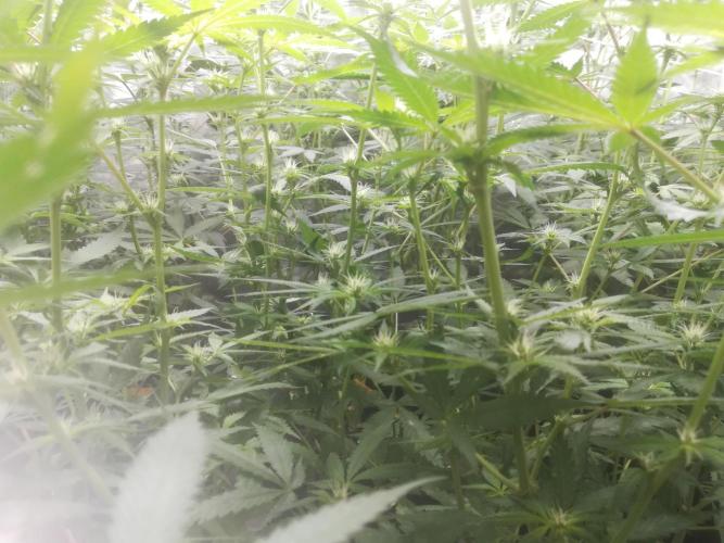 1st run under Lucius 240w quantum board. Week 7