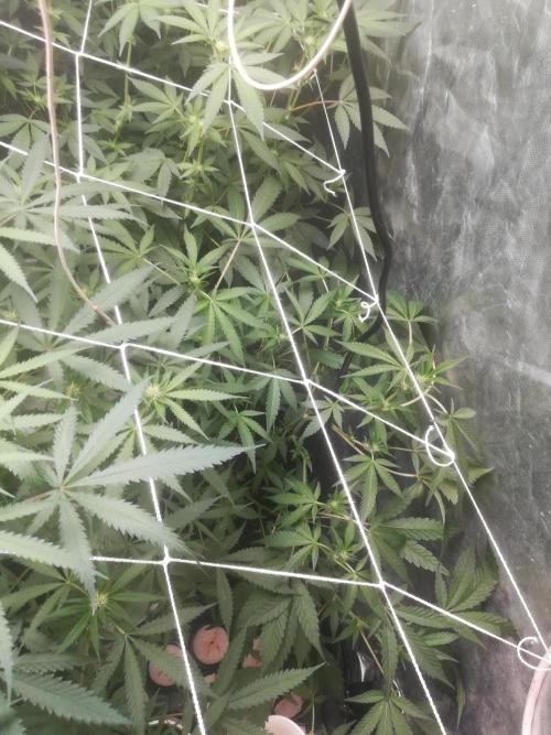 1st run under Lucius 240w quantum board. Week 7