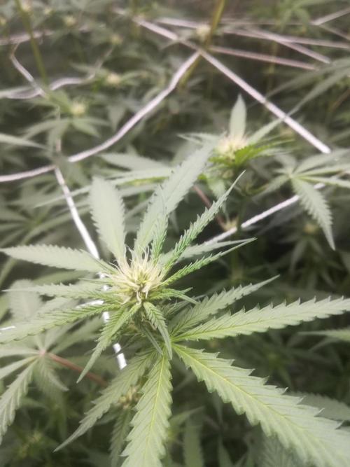 1st run under Lucius 240w quantum board. Week 7