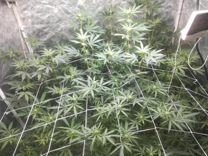 1st run under Lucius 240w quantum board. Week 7