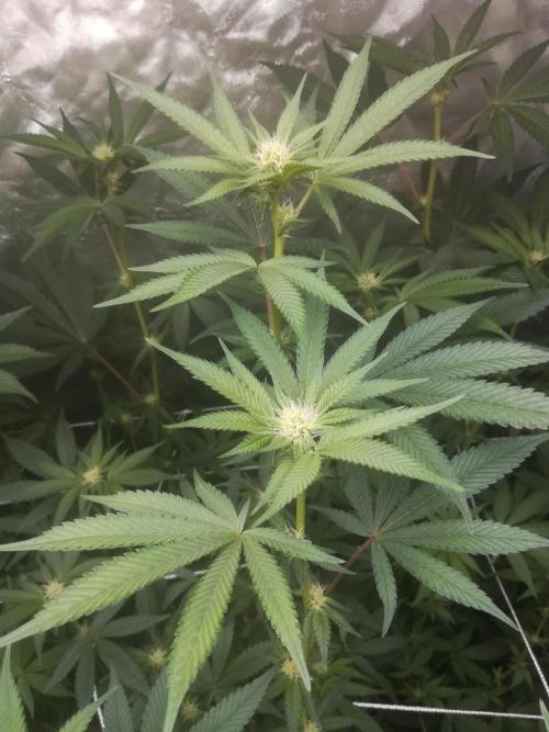 1st run under Lucius 240w quantum board. Week 7