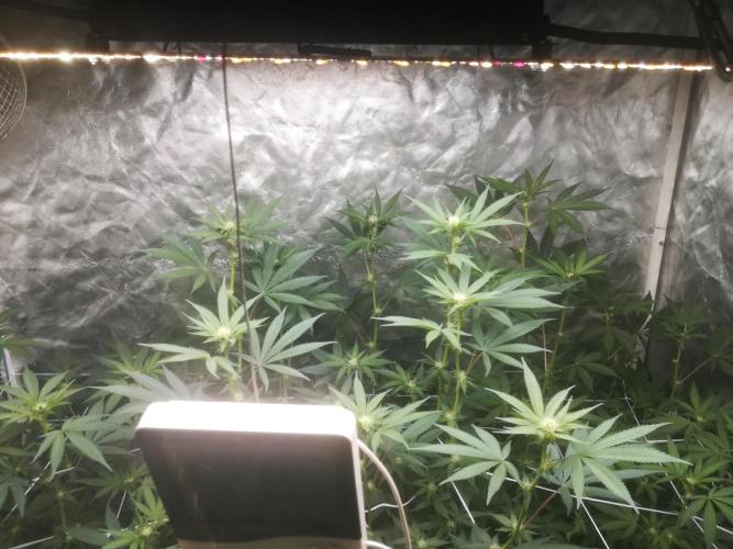 1st run under Lucius 240w quantum board. Week 7