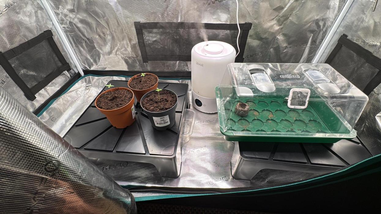 Tarte Tatin Indoor. Week 0