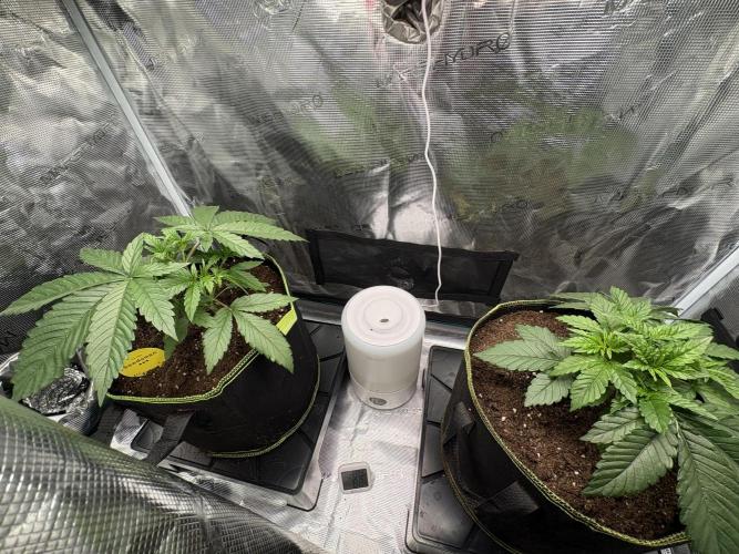 Tarte Tatin Indoor. Week 3 - Left plant