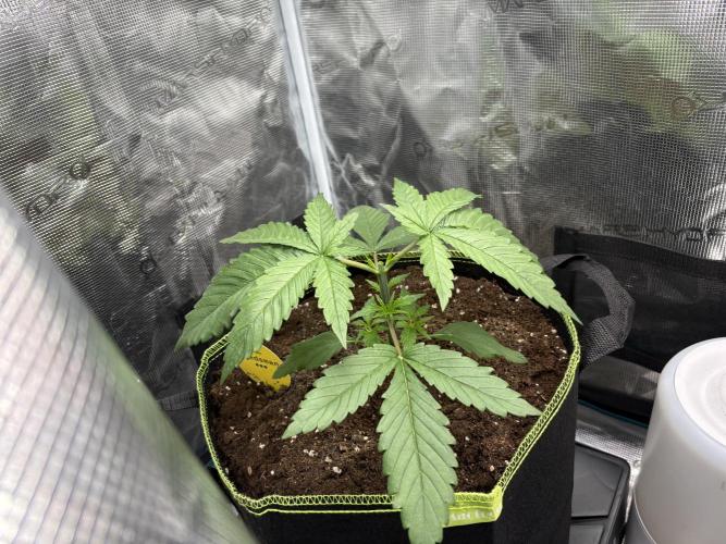 Tarte Tatin Indoor. Week 3 - Left plant