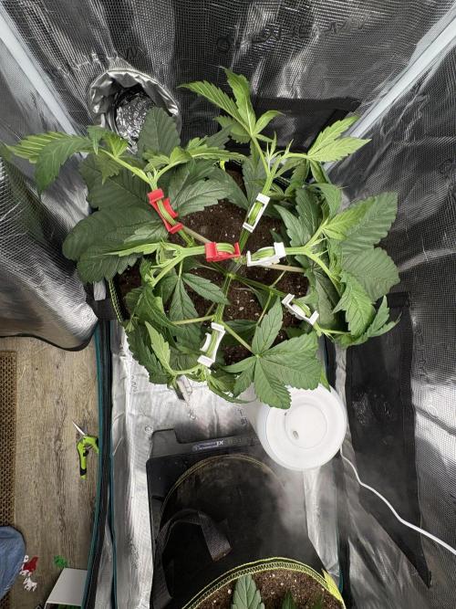 Tarte Tatin Indoor. Week 5