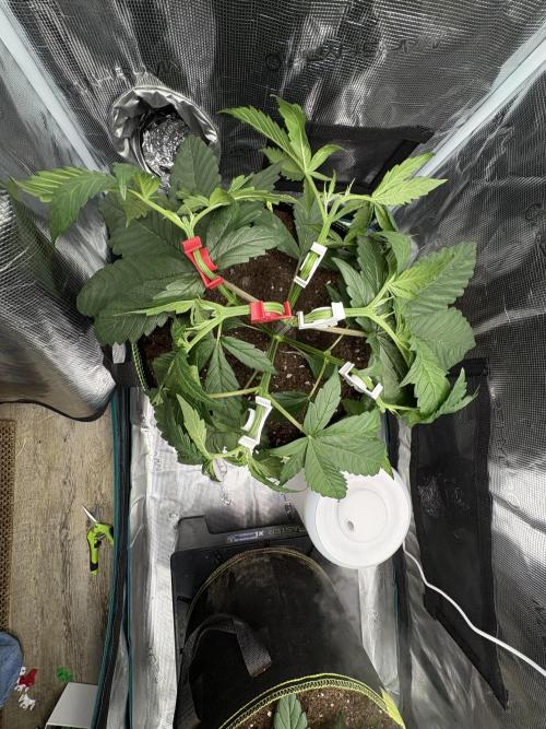 Tarte Tatin Indoor. Week 5