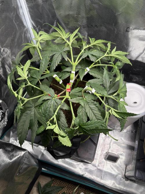 Tarte Tatin Indoor. Week 6