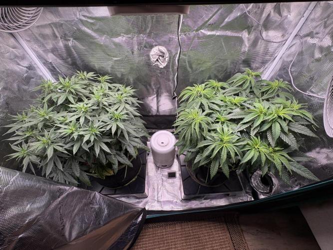 Tarte Tatin Indoor. Week 9