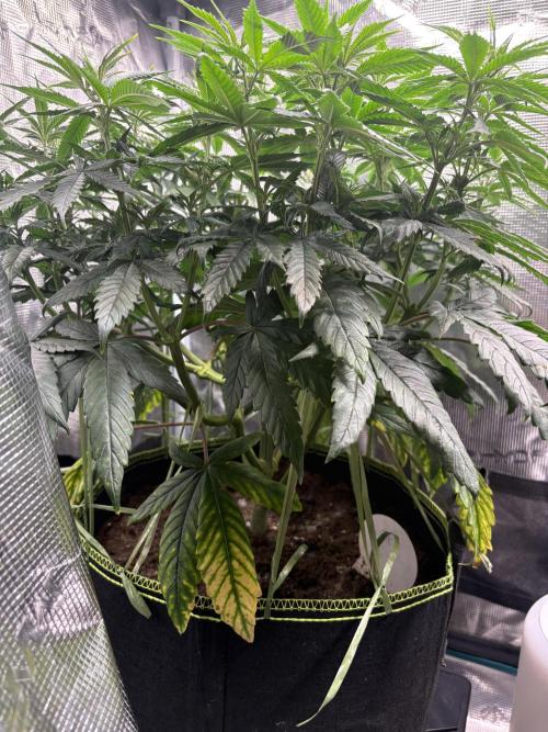 Tarte Tatin Indoor. Week 9