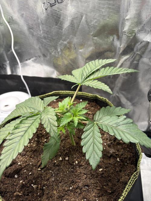 Winter Indoor Grow 2025-2026. Week 3 - Purple oreoz