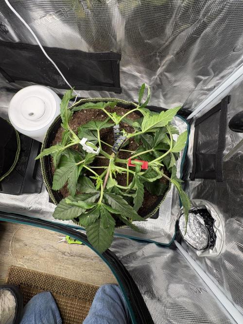 Winter Indoor Grow 2025-2026. Week 5 - Purple oreoz