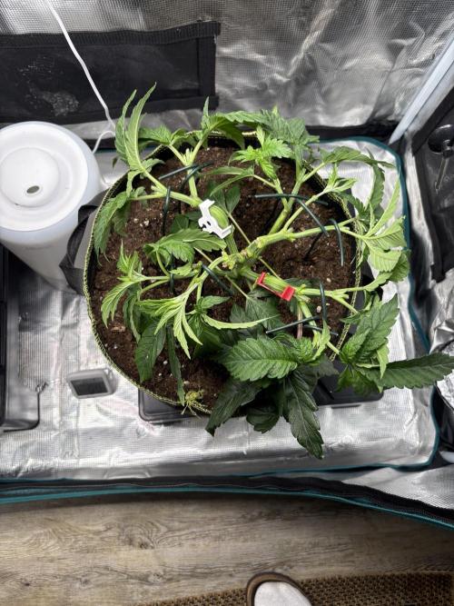 Winter Indoor Grow 2025-2026. Week 6 - Purple oreoz