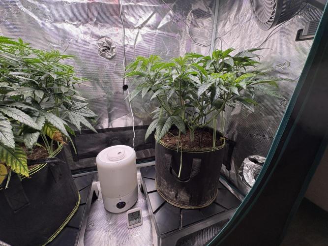 Winter Indoor Grow 2025-2026. Week 9 - Purple oreoz