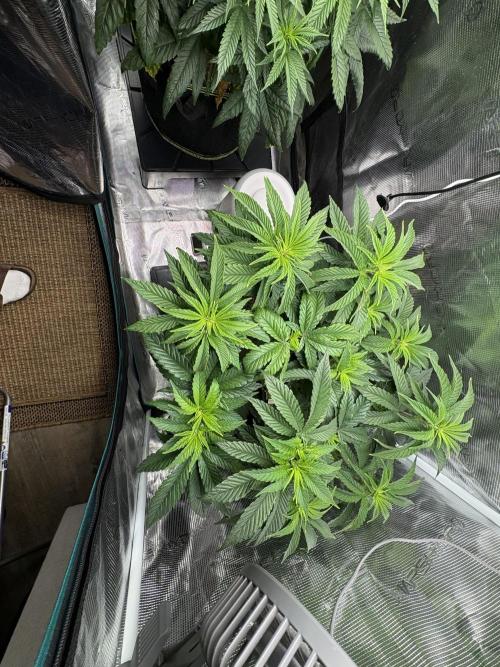 Winter Indoor Grow 2025-2026. Week 9 - Purple oreoz