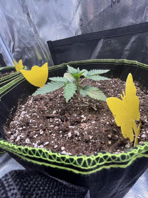 Auto Blackberry Kush Indoor. Week 2