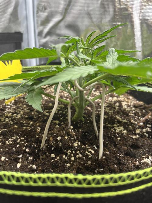 Auto Blackberry Kush Indoor. Week 3