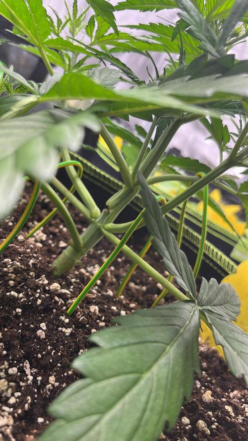 Auto Blackberry Kush Indoor. Week 3