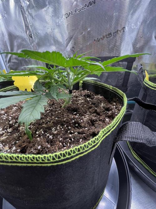 Auto Blackberry Kush Indoor. Week 3