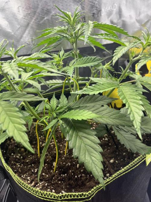 Auto Blackberry Kush Indoor. Week 4