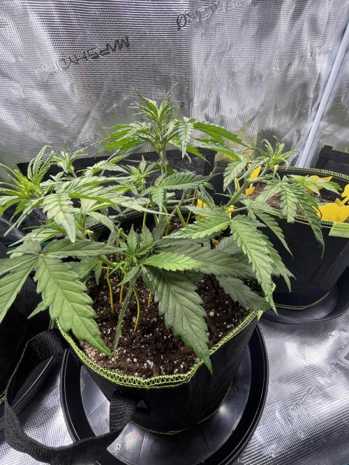 Auto Blackberry Kush Indoor. Week 4