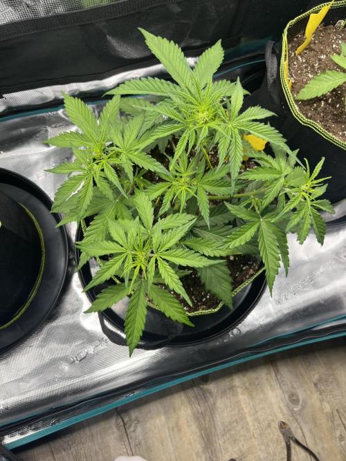 Auto Blackberry Kush Indoor. Week 4