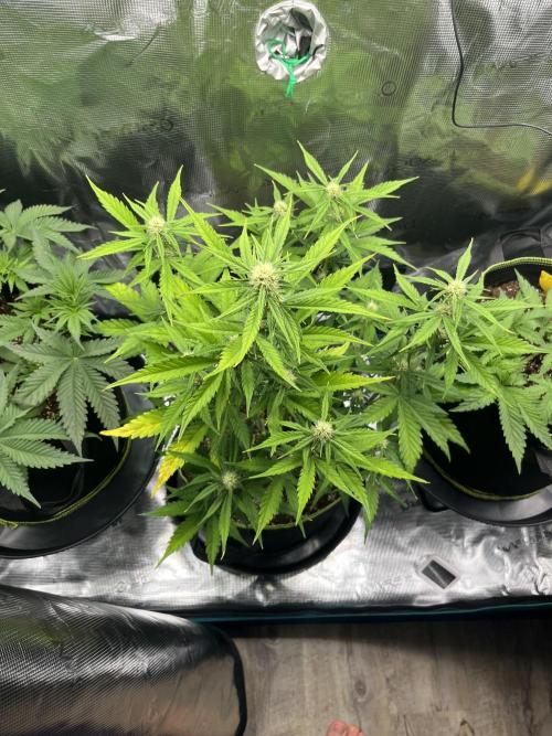 Auto Blackberry Kush Indoor. Week 5