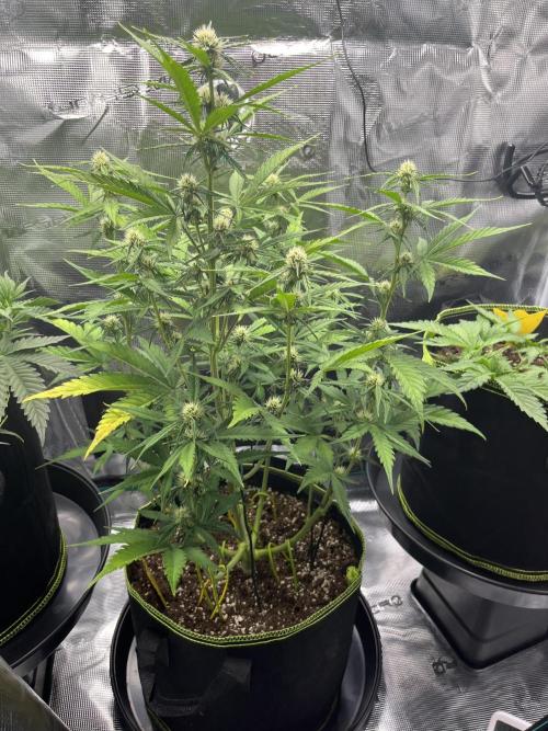 Auto Blackberry Kush Indoor. Week 5