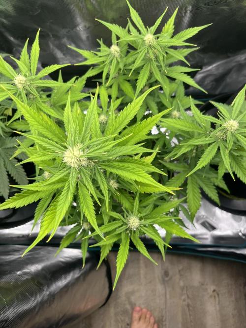 Auto Blackberry Kush Indoor. Week 5