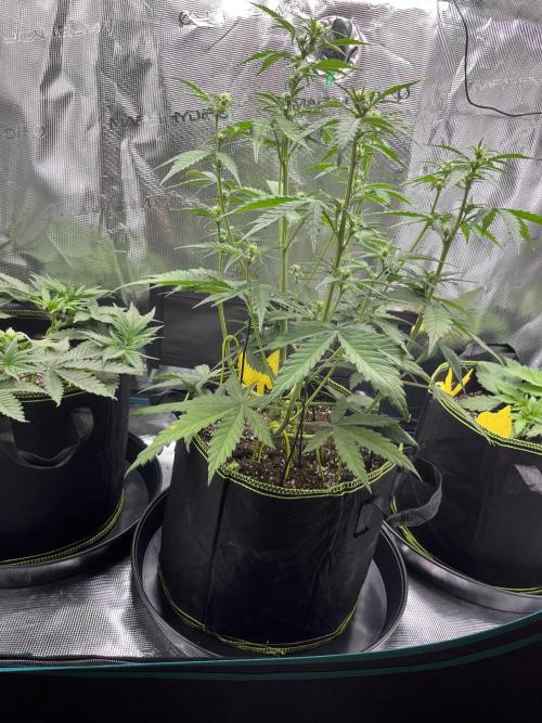 Auto Blackberry Kush Indoor. Week 4