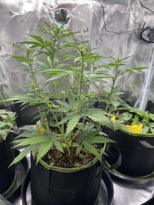 Auto Blackberry Kush Indoor. Week 4