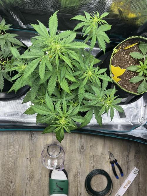 Auto Blackberry Kush Indoor. Week 4