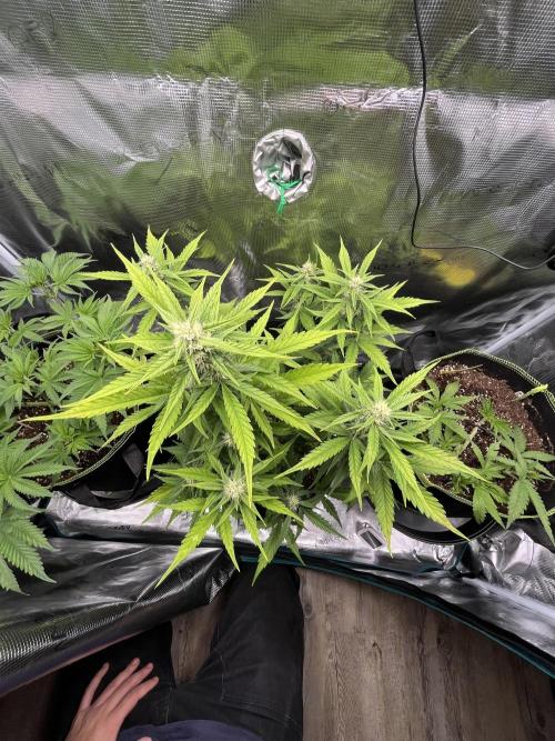 Auto Blackberry Kush Indoor. Week 6