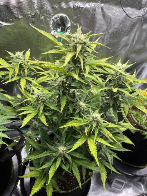 Auto Blackberry Kush Indoor. Week 6