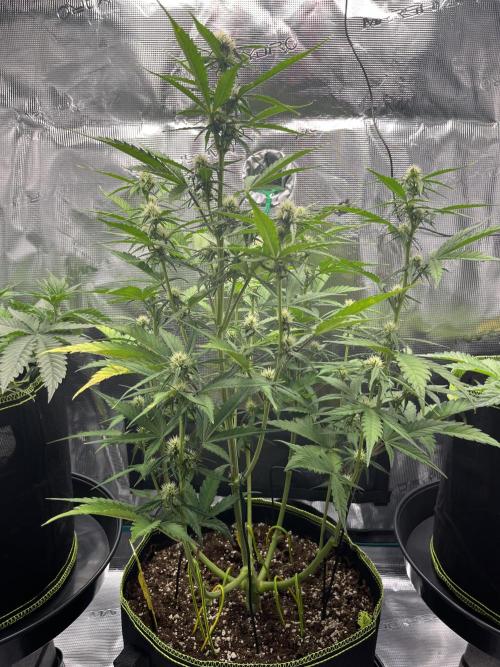 Auto Blackberry Kush Indoor. Week 6
