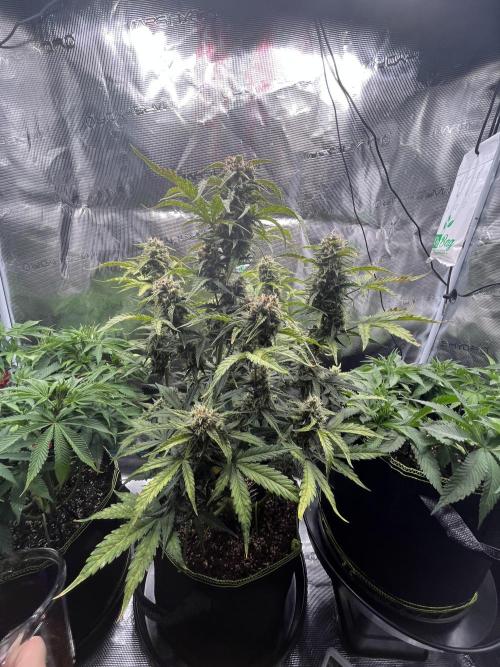 Auto Blackberry Kush Indoor. Week 7