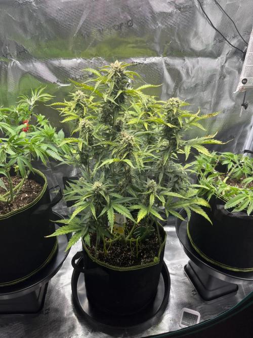 Auto Blackberry Kush Indoor. Week 7