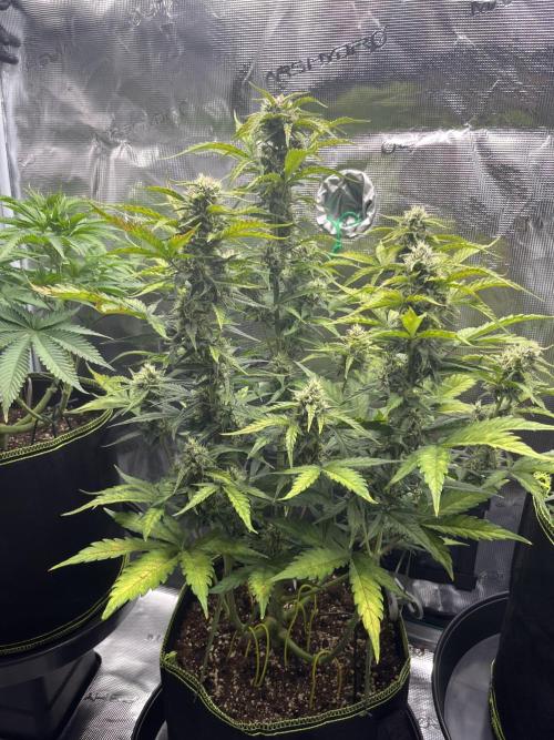 Auto Blackberry Kush Indoor. Week 7